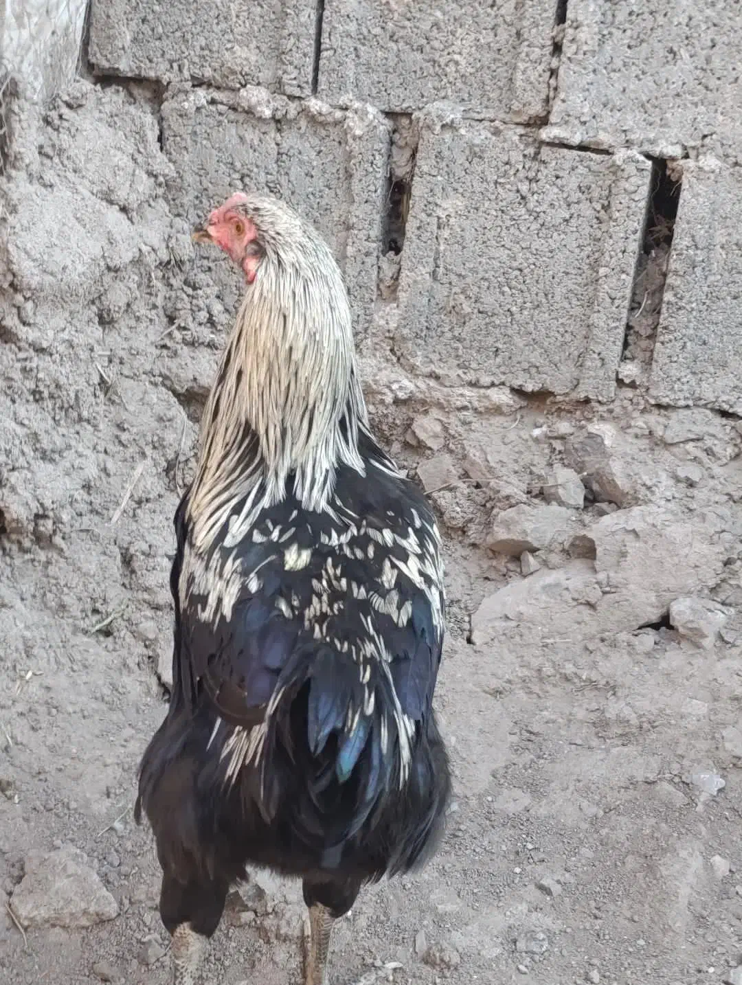 خروس|حیوانات مزرعه|رستمآباد, |دیوار