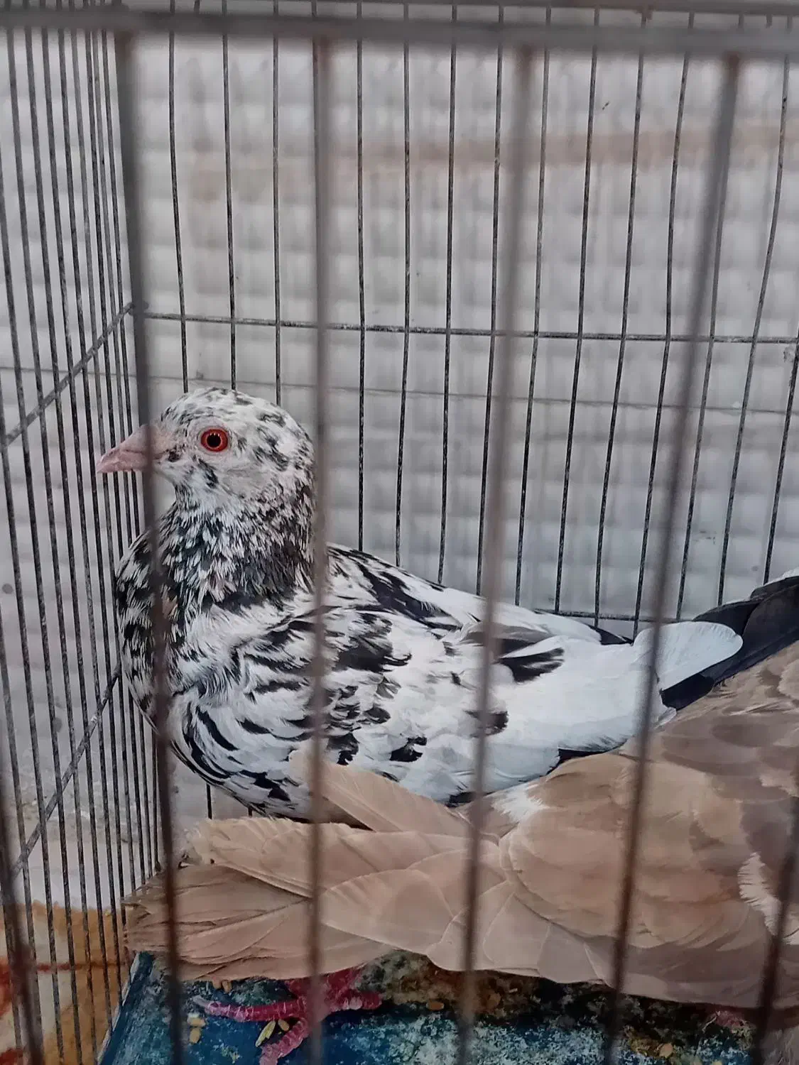 سرورپلاکی|پرنده|دوگنبدان, |دیوار