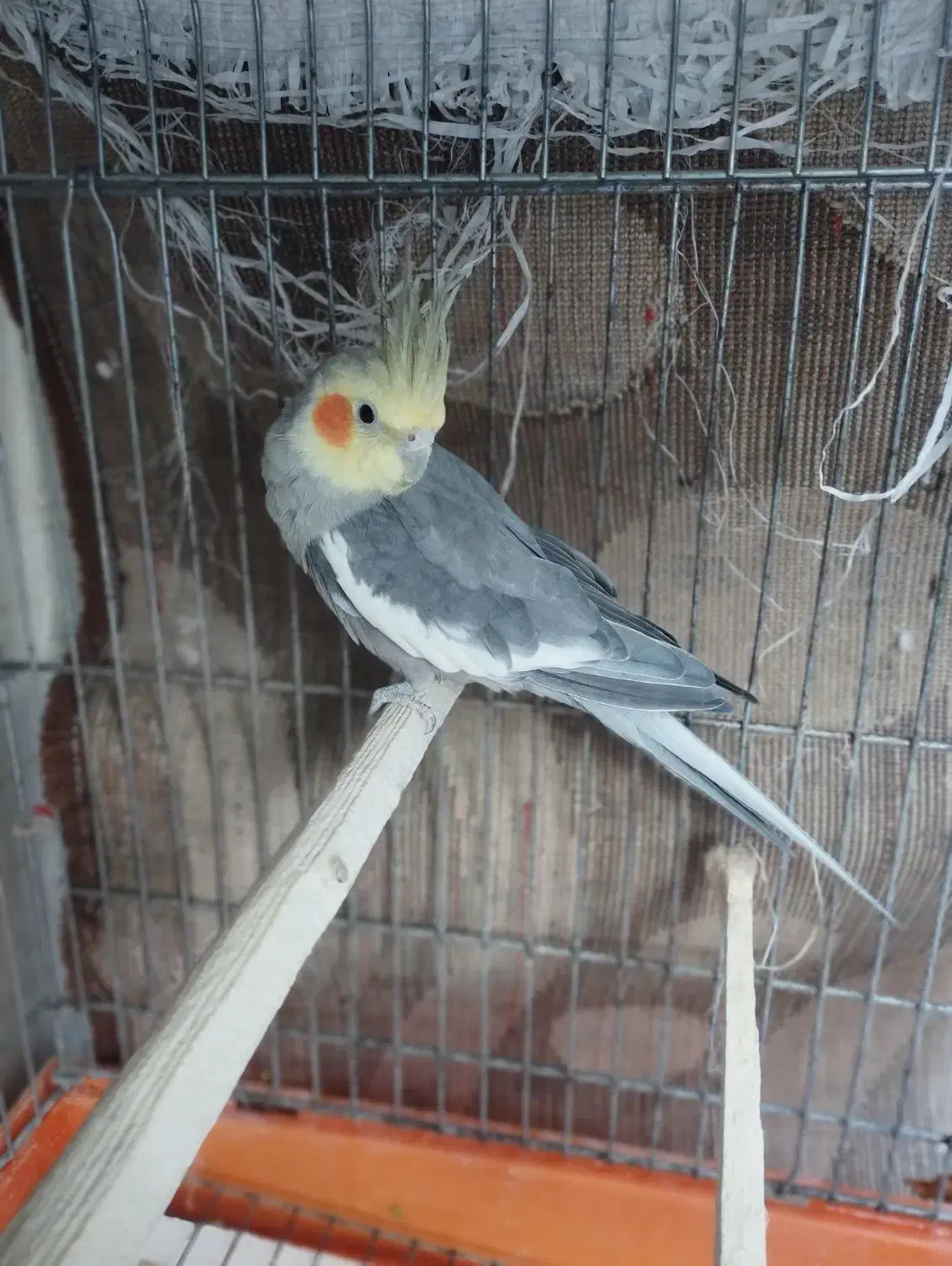 عروس هلندی نر سینامون|پرنده|قلعه نو, |دیوار