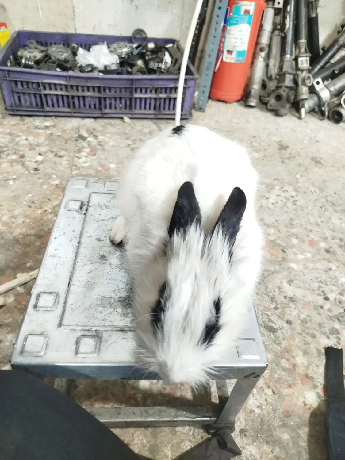 خرگوش|موش و خرگوش|شهریار, شهریار|دیوار