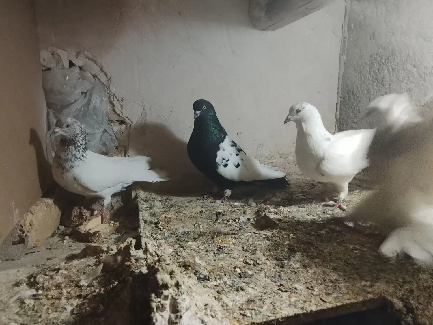 کبوتر رنگی صید|پرنده|چناران, |دیوار