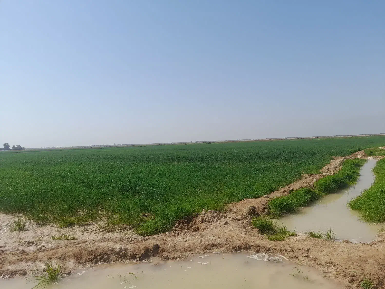 زمین کشاورزی ۱۲هتکار روستای بزیه قریت نهرشهاب|اجارهٔ دفتر صنعتی، کشاورزی، تجاری|شادگان, |دیوار