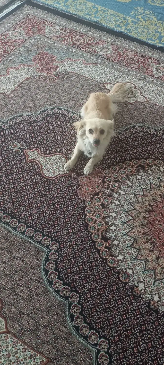 اشپیتز ماده|سگ|اردبیل, |دیوار