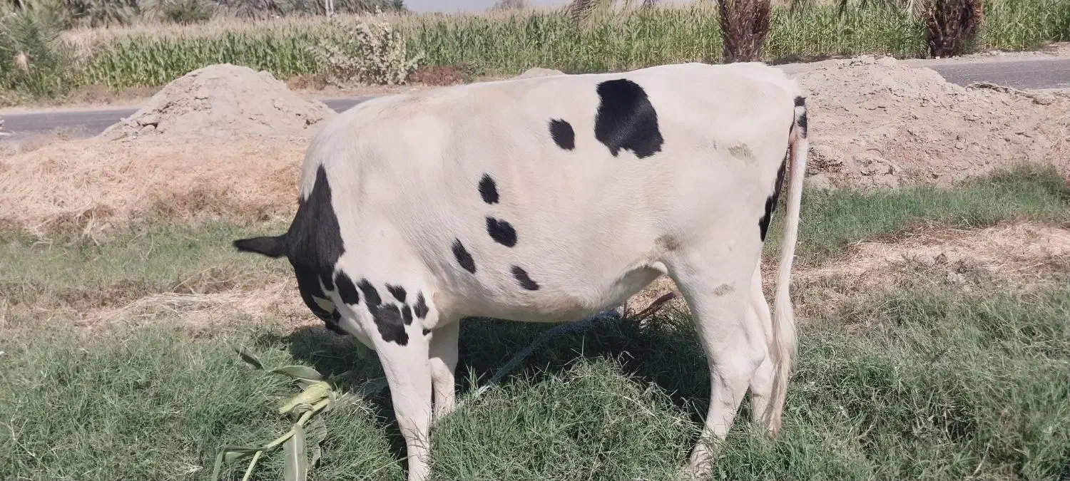 پراپ فروشی|حیوانات مزرعه|ایرانشهر, |دیوار