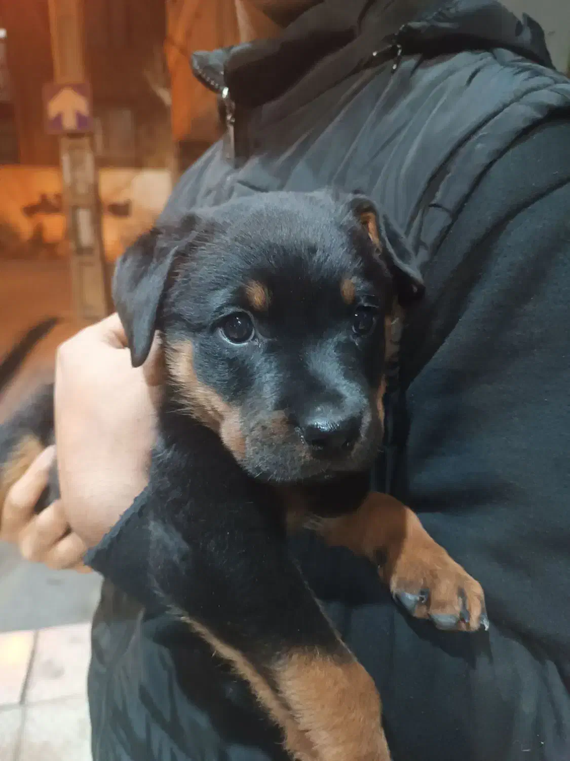 واگذاری روتوایلر|سگ|فردیس, قریشی|دیوار