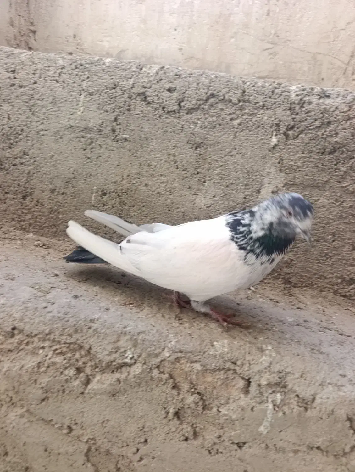 کبوتر|پرنده|لالجین, |دیوار