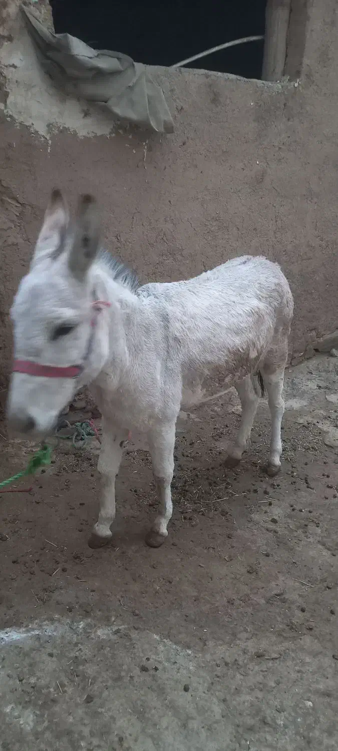 سلام دوستان ماد خر یکسال نمیشه|حیوانات مزرعه|زند, |دیوار