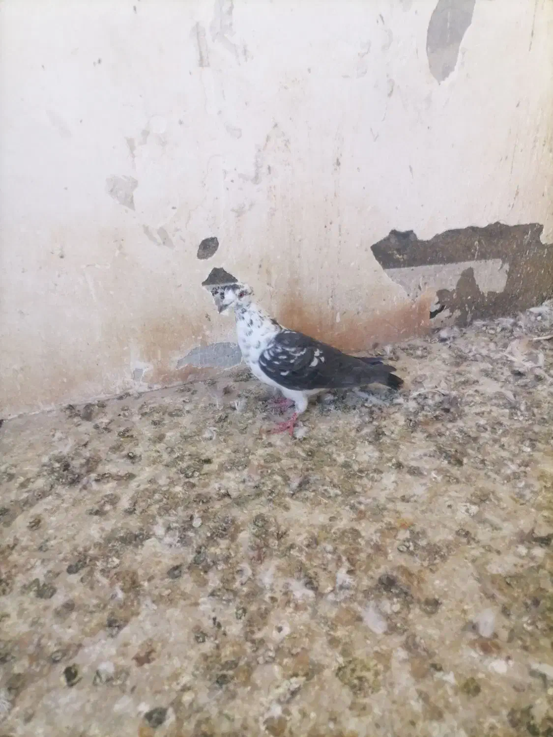 کبوتر سینه سفید ساده|پرنده|شیراز, گلشن|دیوار