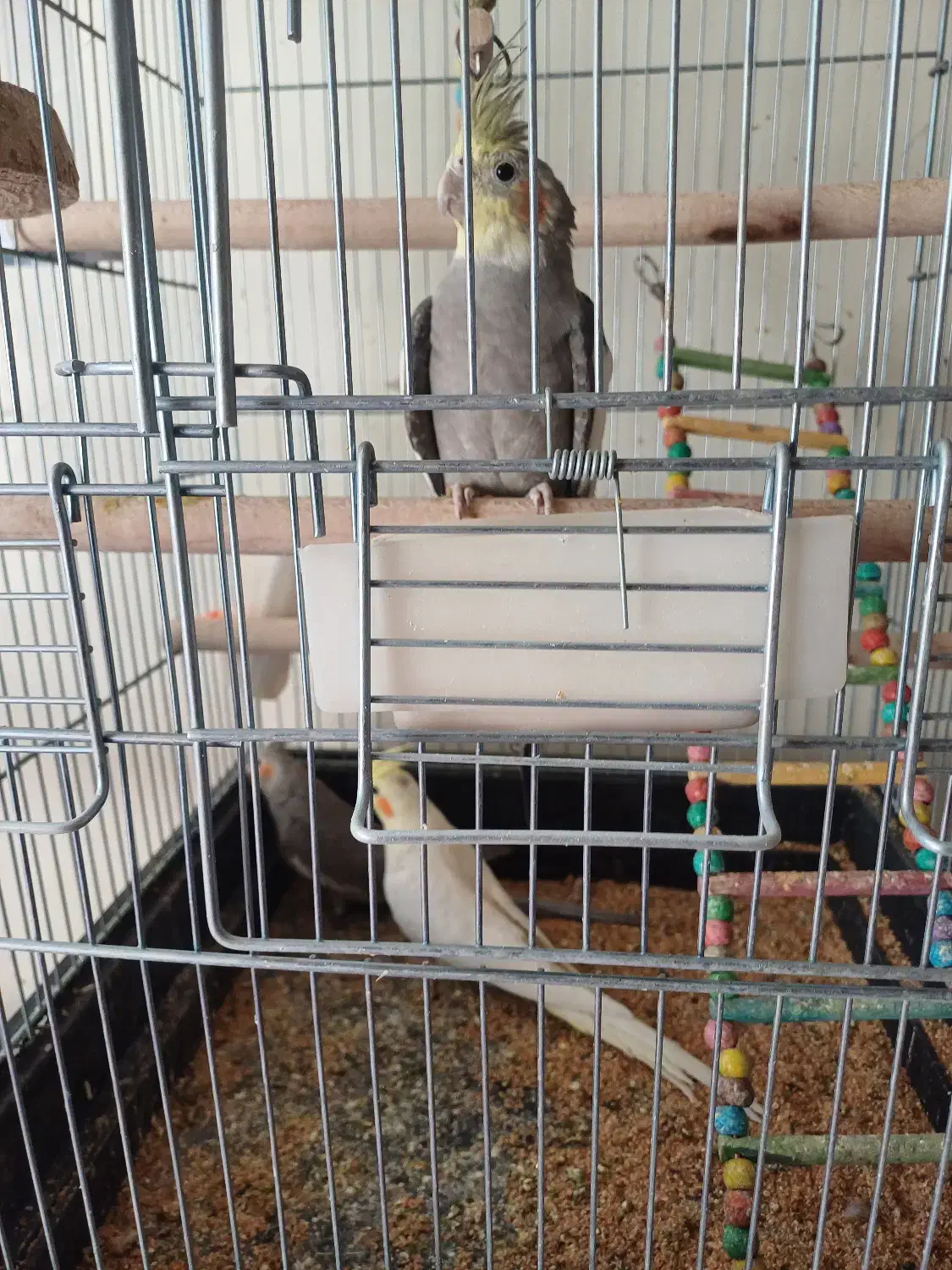 عروس هلندی سخن گو ۶ ماهه|پرنده|خمینیشهر, |دیوار