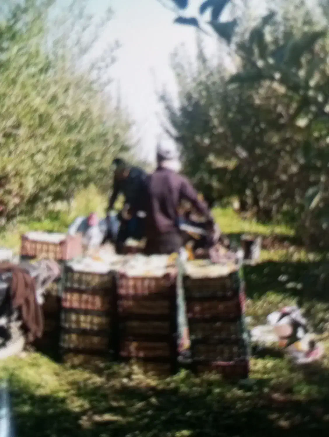 اکیپ کارگر داریم برای باغ و مزرعه|خدمات باغبانی و درختکاری|بروجرد, |دیوار