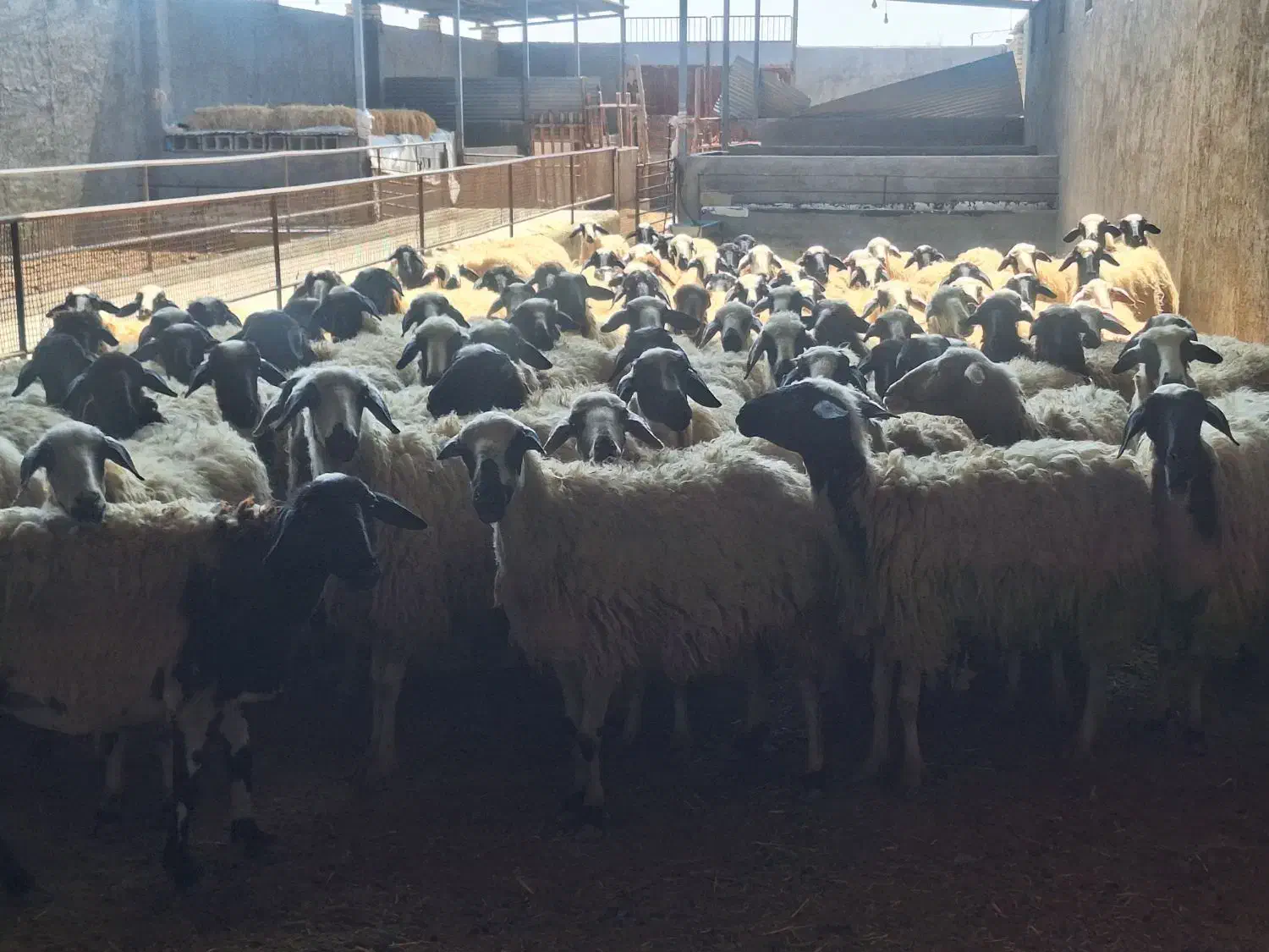 فروش گله میش داشتی درجه یک|حیوانات مزرعه|برخوار, |دیوار