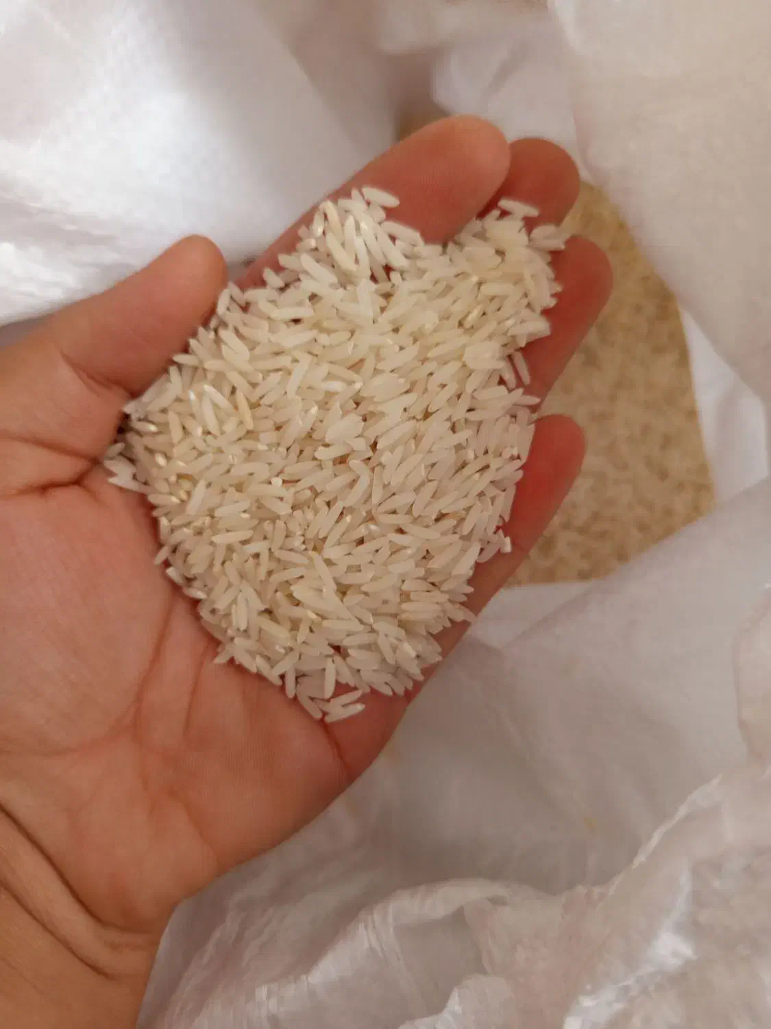 برنج|خوردنی و آشامیدنی|گالیکش, |دیوار