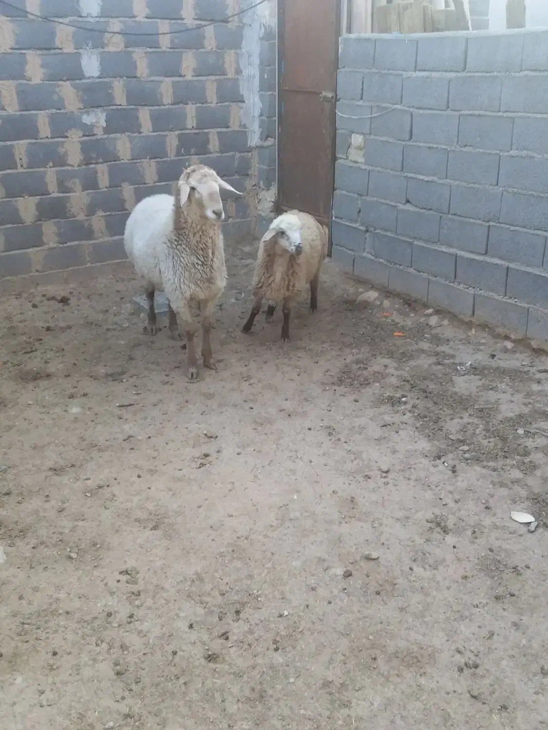 بره تخمی|حیوانات مزرعه|شیروان (خراسان), |دیوار