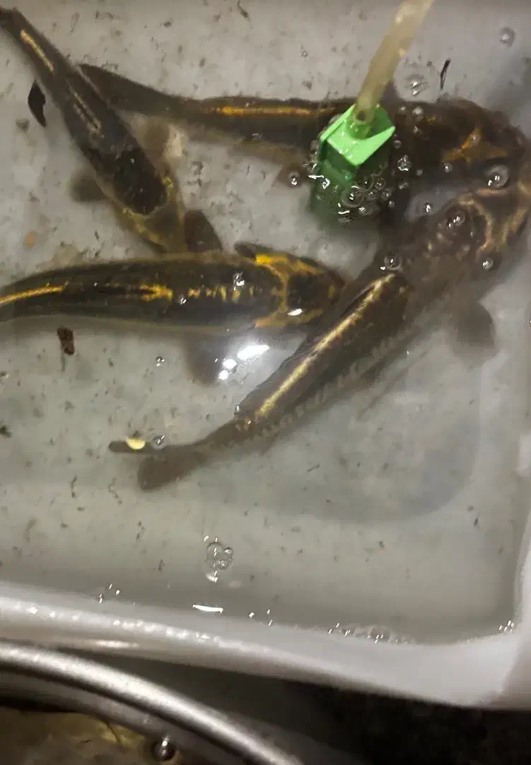 ماهی کوی|ماهی|مشهد, الهیه|دیوار