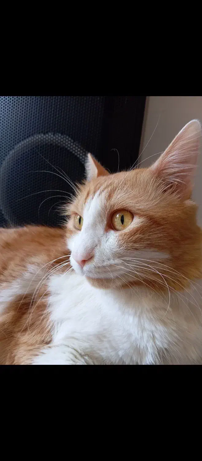 واگذاری گربه|گربه|رشت, دروازه لاکان|دیوار