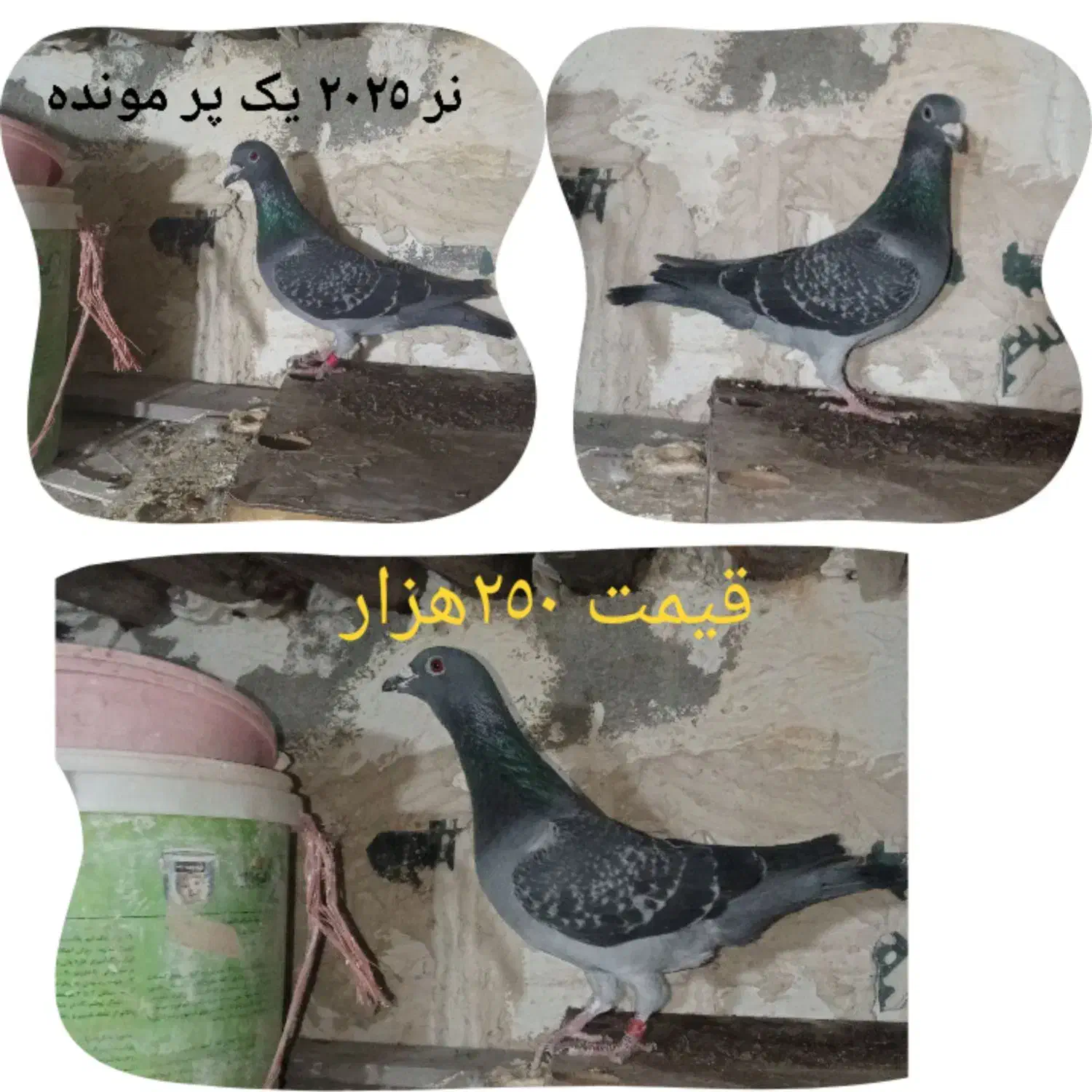 کبوتر پلاکی|پرنده|میاندوآب, |دیوار