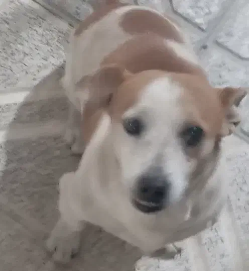 سگ پاکوتاه|سگ|تربت جام, یحیی آباد|دیوار