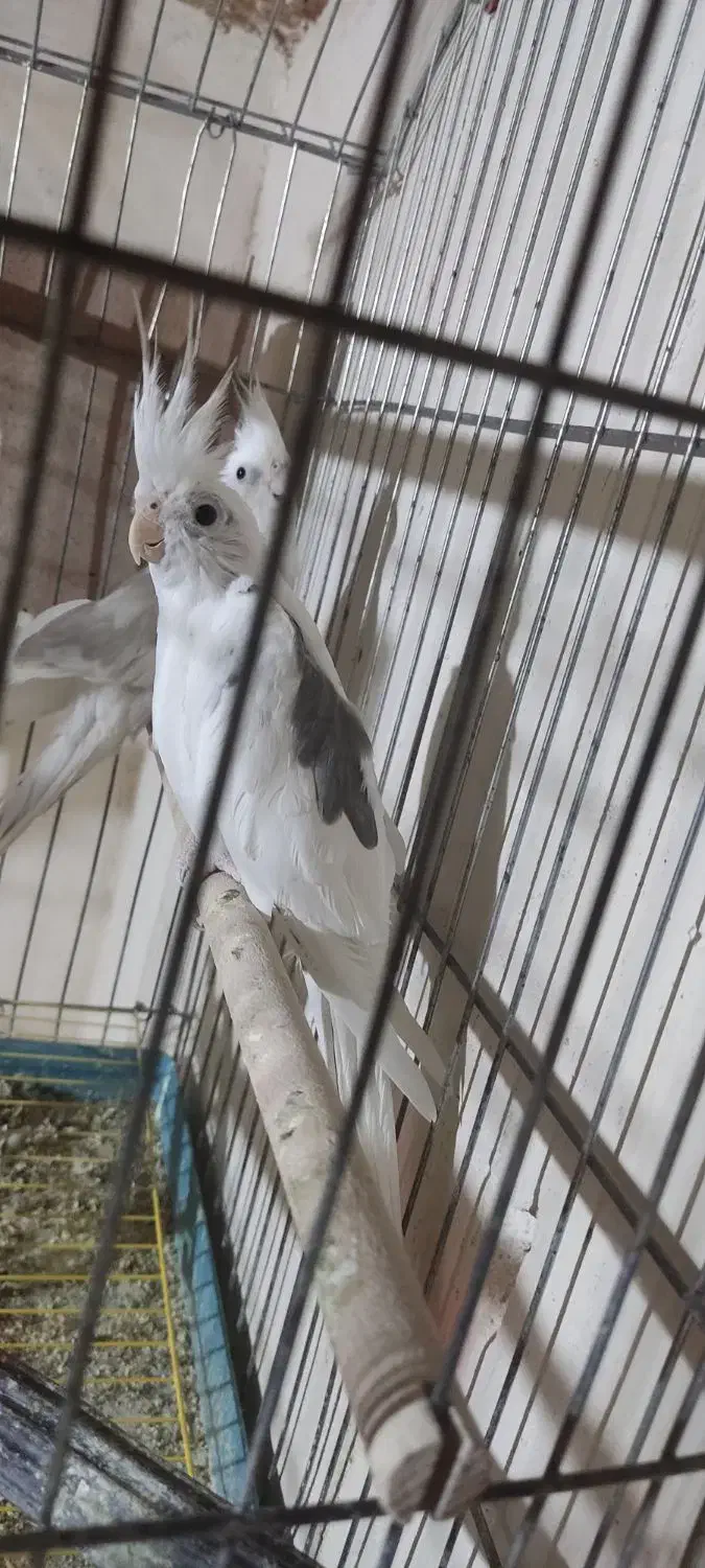 عروس هلندی آلبینو دوکت معاوضه با لاری (در سلماس)|پرنده|خوی, |دیوار