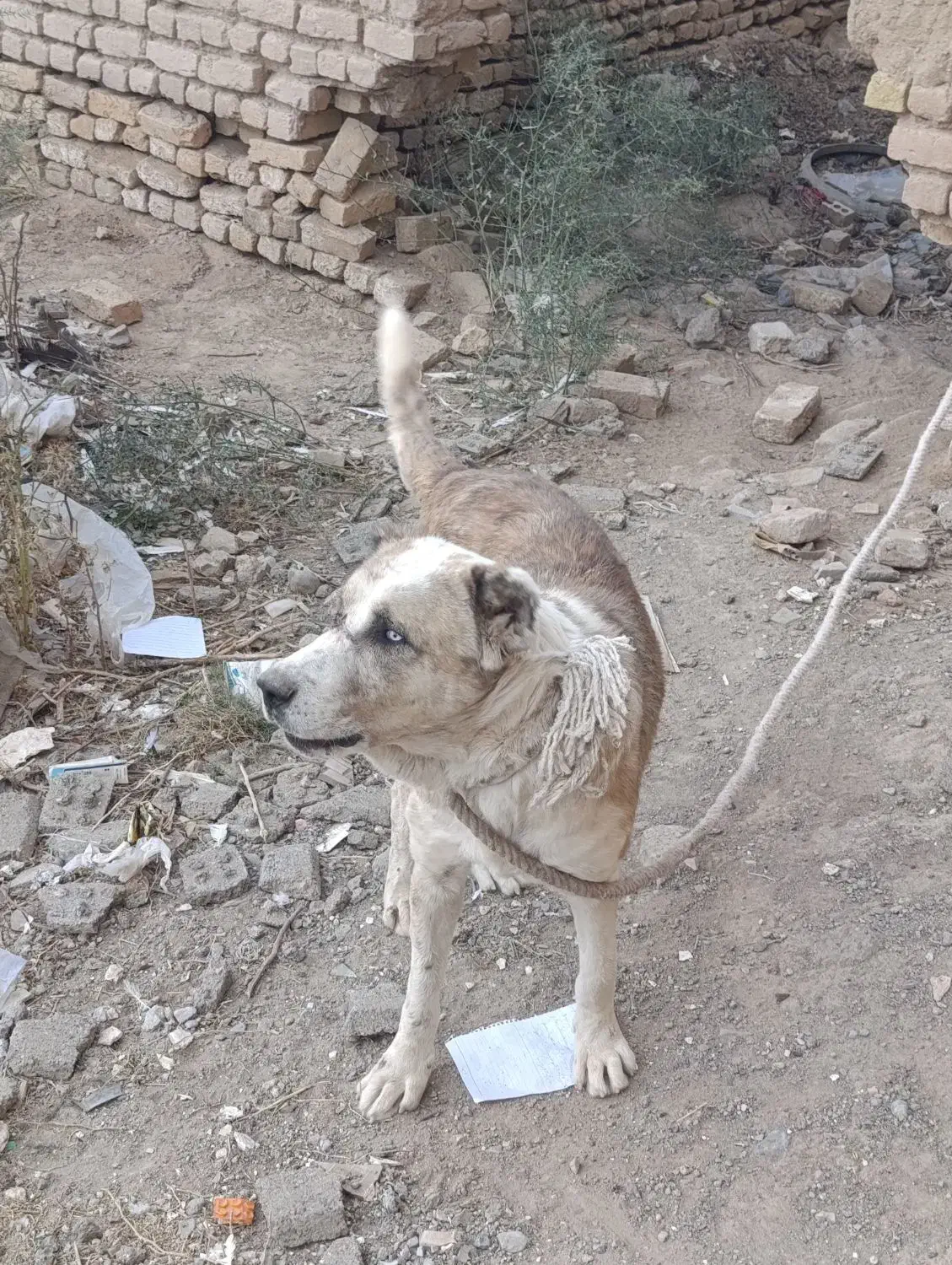 واگزار|سگ|تربت جام, نظامی|دیوار