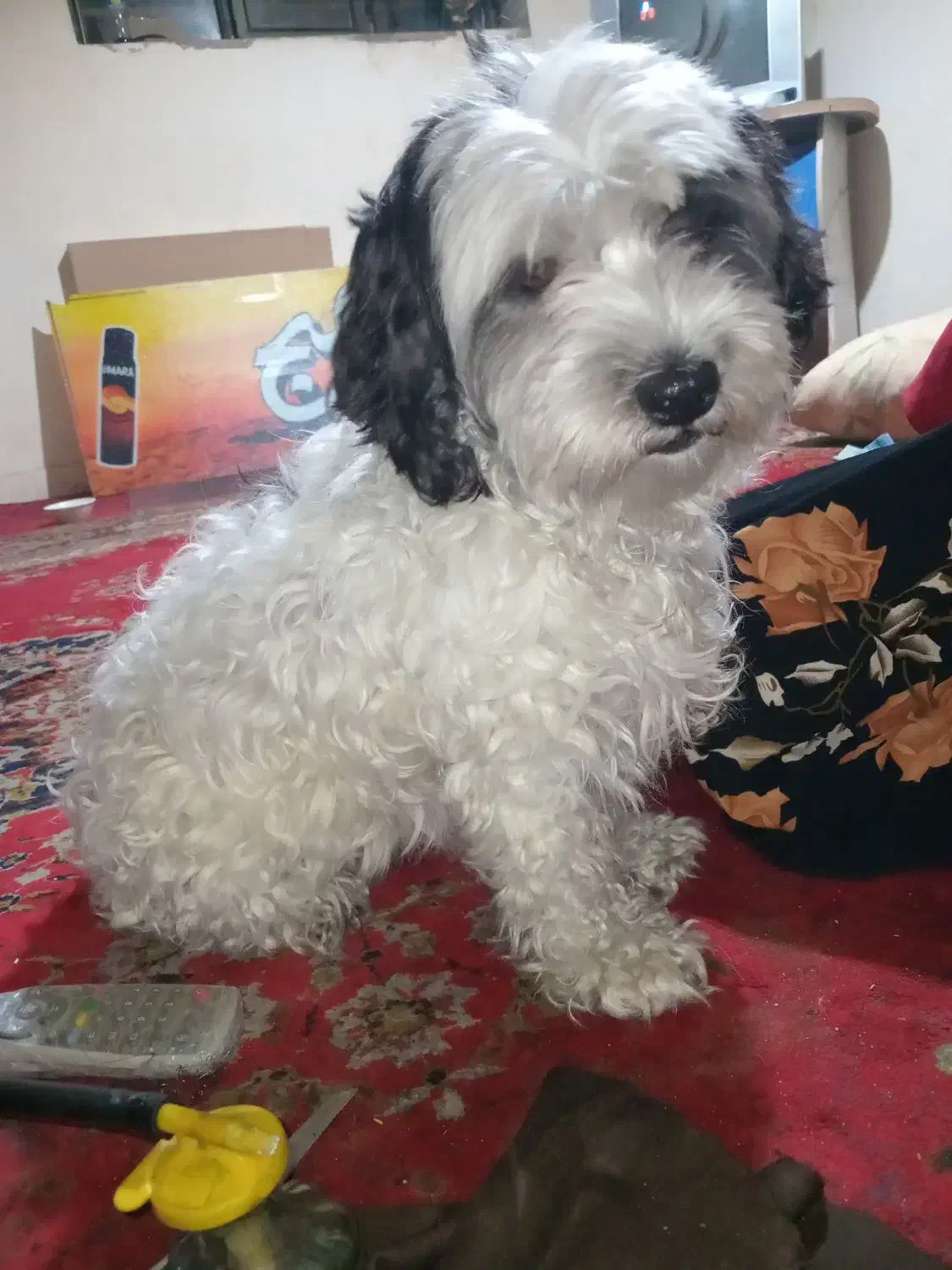 سگ شیتزو|سگ|کرمان, |دیوار