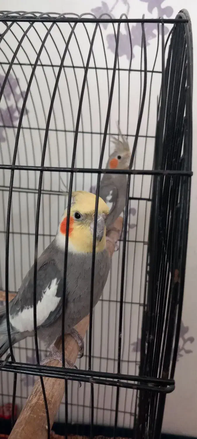 عروس هلندی|پرنده|مشهد, شهید قربانی|دیوار