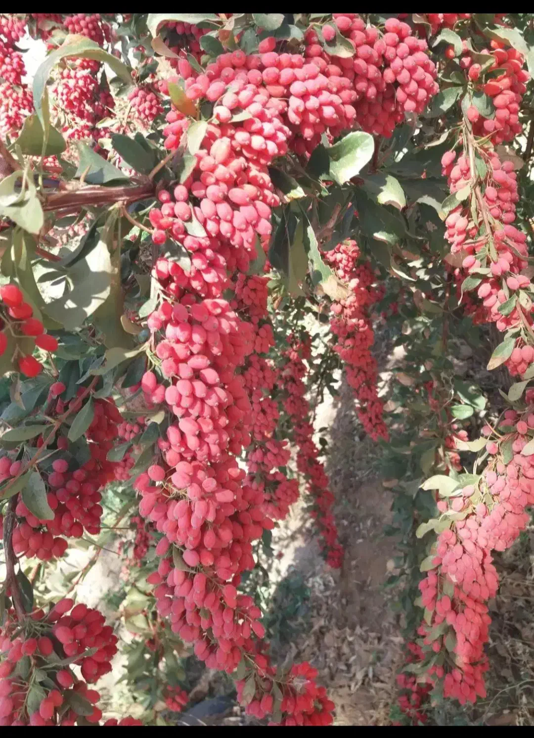 زرشک تازه وشاخ روخریداریم|خدمات باغبانی و درختکاری|بیرجند, |دیوار