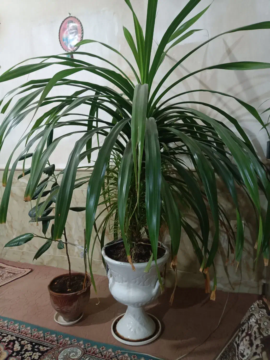 گل وگیاه|گل و گیاه طبیعی|نیشابور, مازول|دیوار