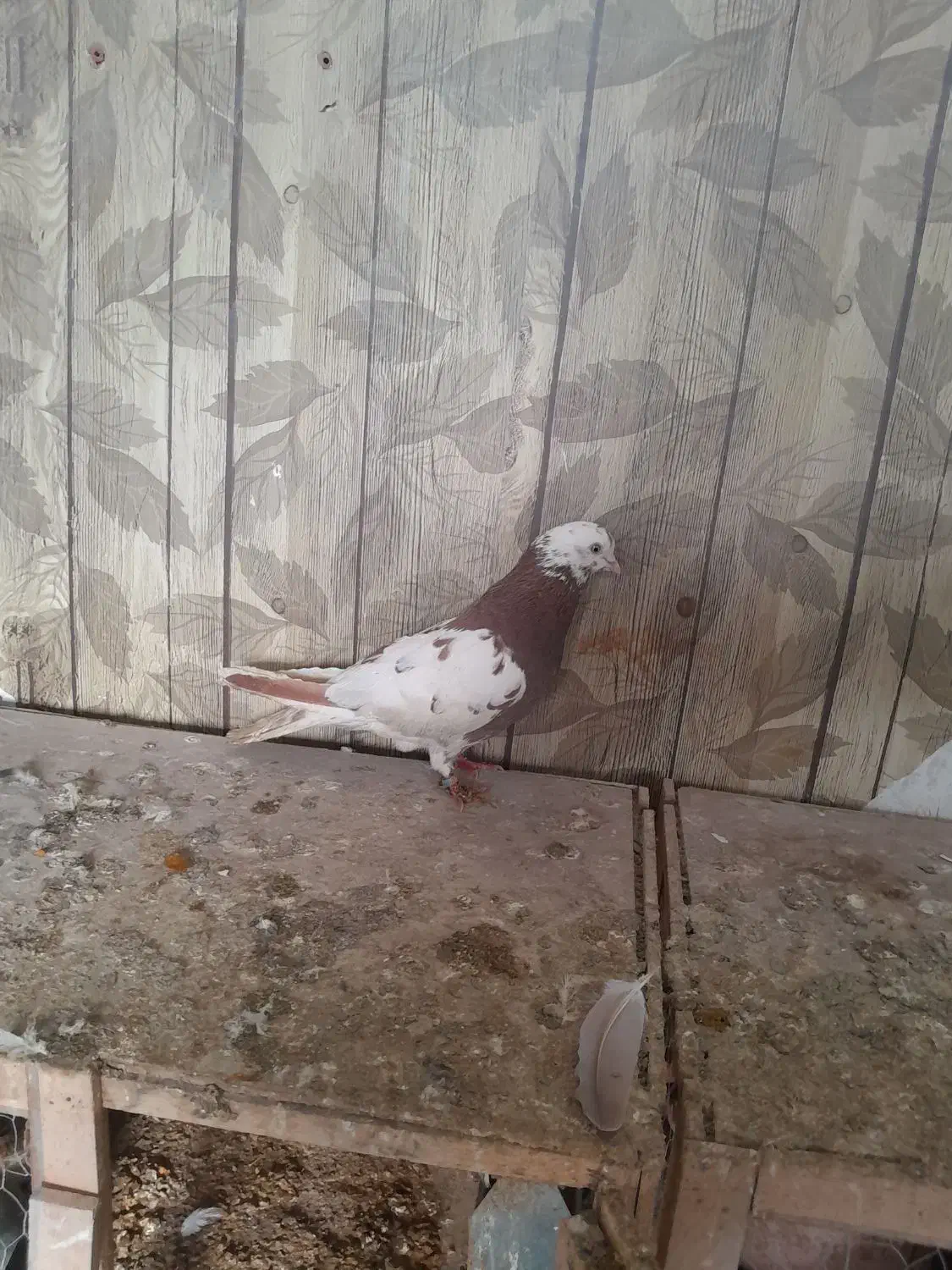 کفتر|پرنده|ورامین, خیر آباد|دیوار