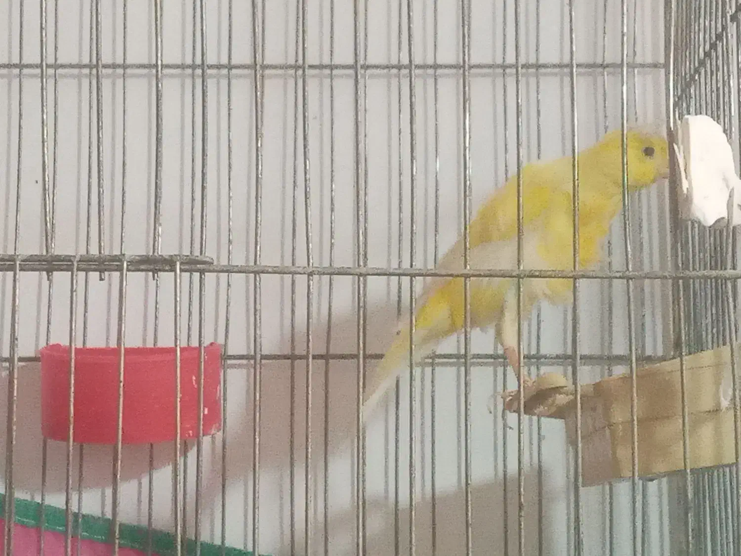 قناری ماده|پرنده|ارسنجان, |دیوار