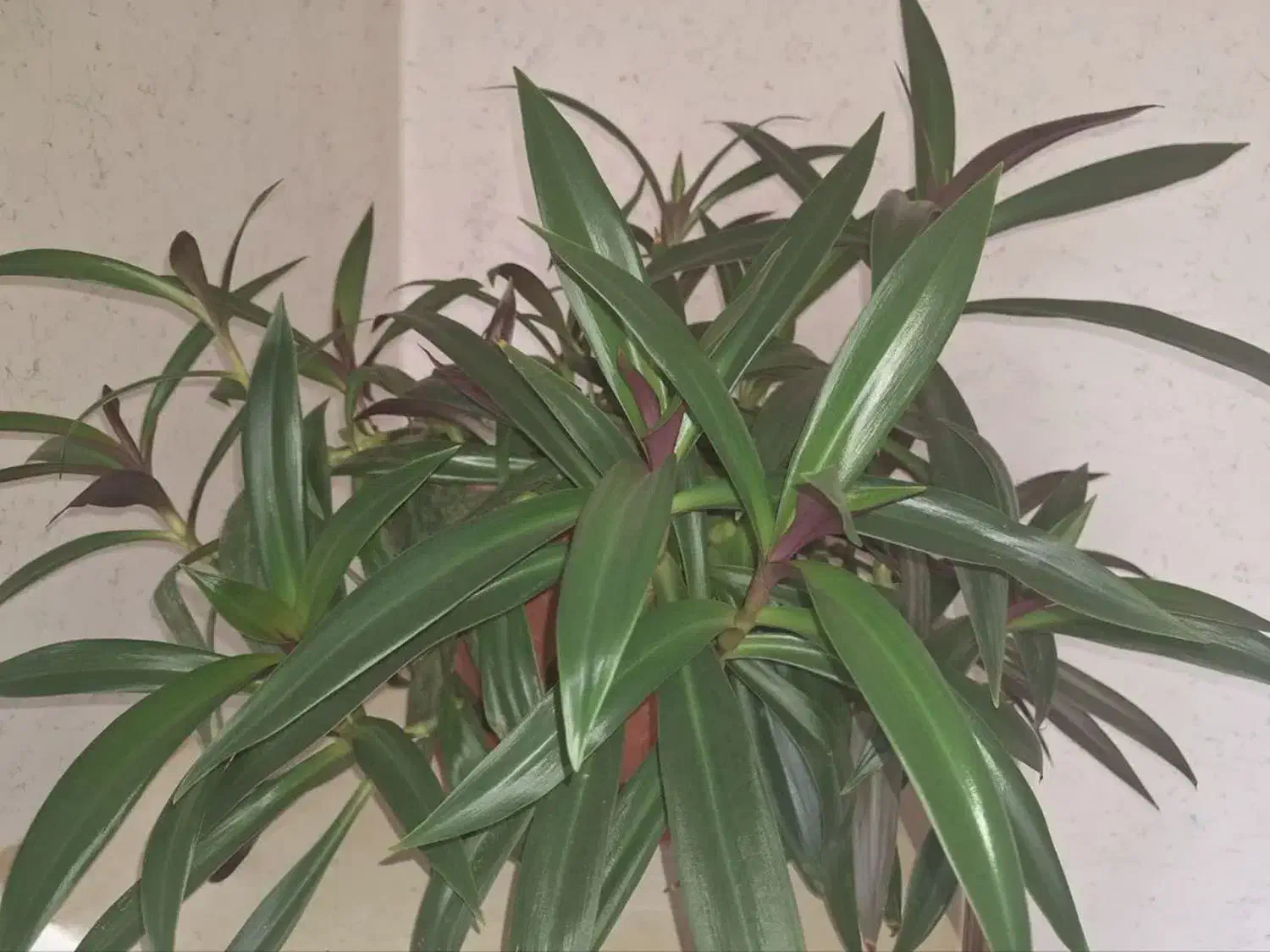 گل طبیعی|گل و گیاه طبیعی|شهرکرد, |دیوار