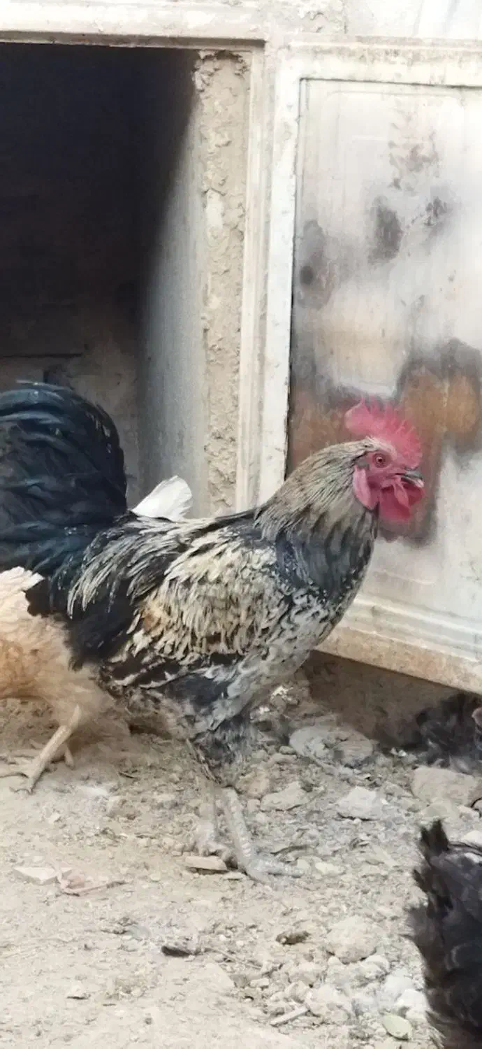 خروس جوان و سرحال|حیوانات مزرعه|معصومیه, |دیوار