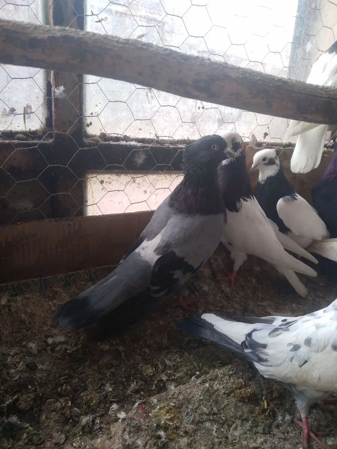 تعدادی کفتر عالی|پرنده|فیروزآباد (آذربایجان), |دیوار