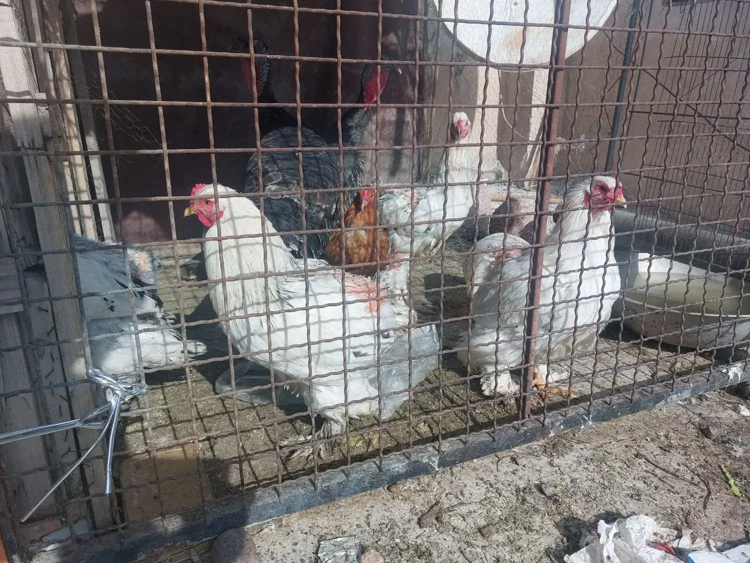 مرغ و خروس برهما و دوتا بوقلمون|حیوانات مزرعه|تهران, شادآباد|دیوار