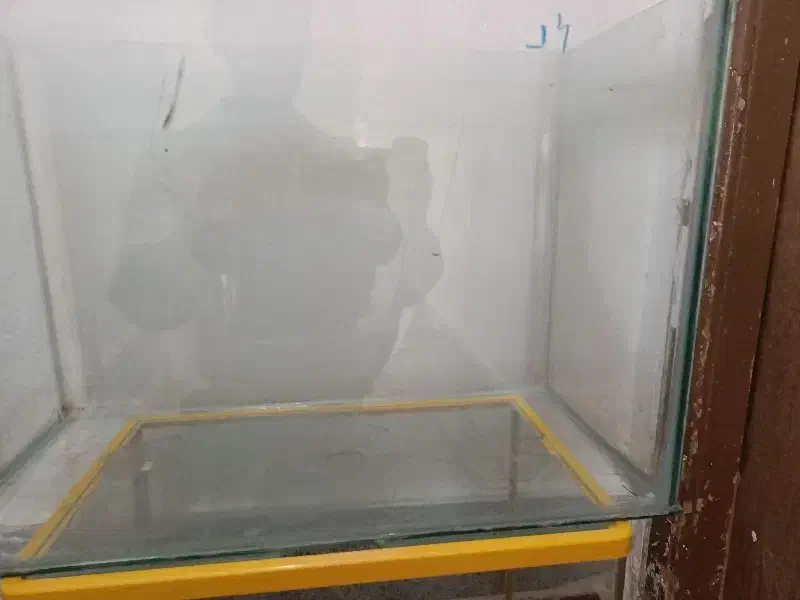 آکواریوم|ماهی|ماکو, |دیوار