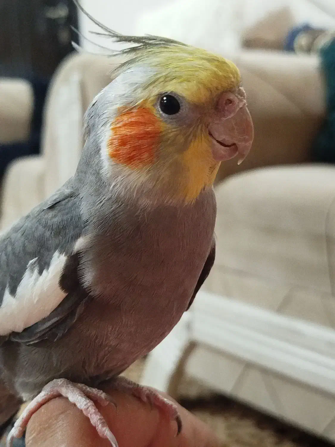 عروس هلندی|پرنده|چابهار, |دیوار