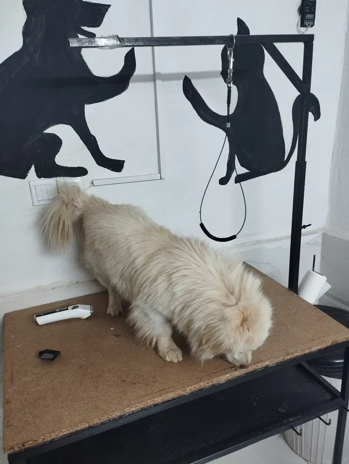 سگ تزئینی|سگ|کاشمر, |دیوار