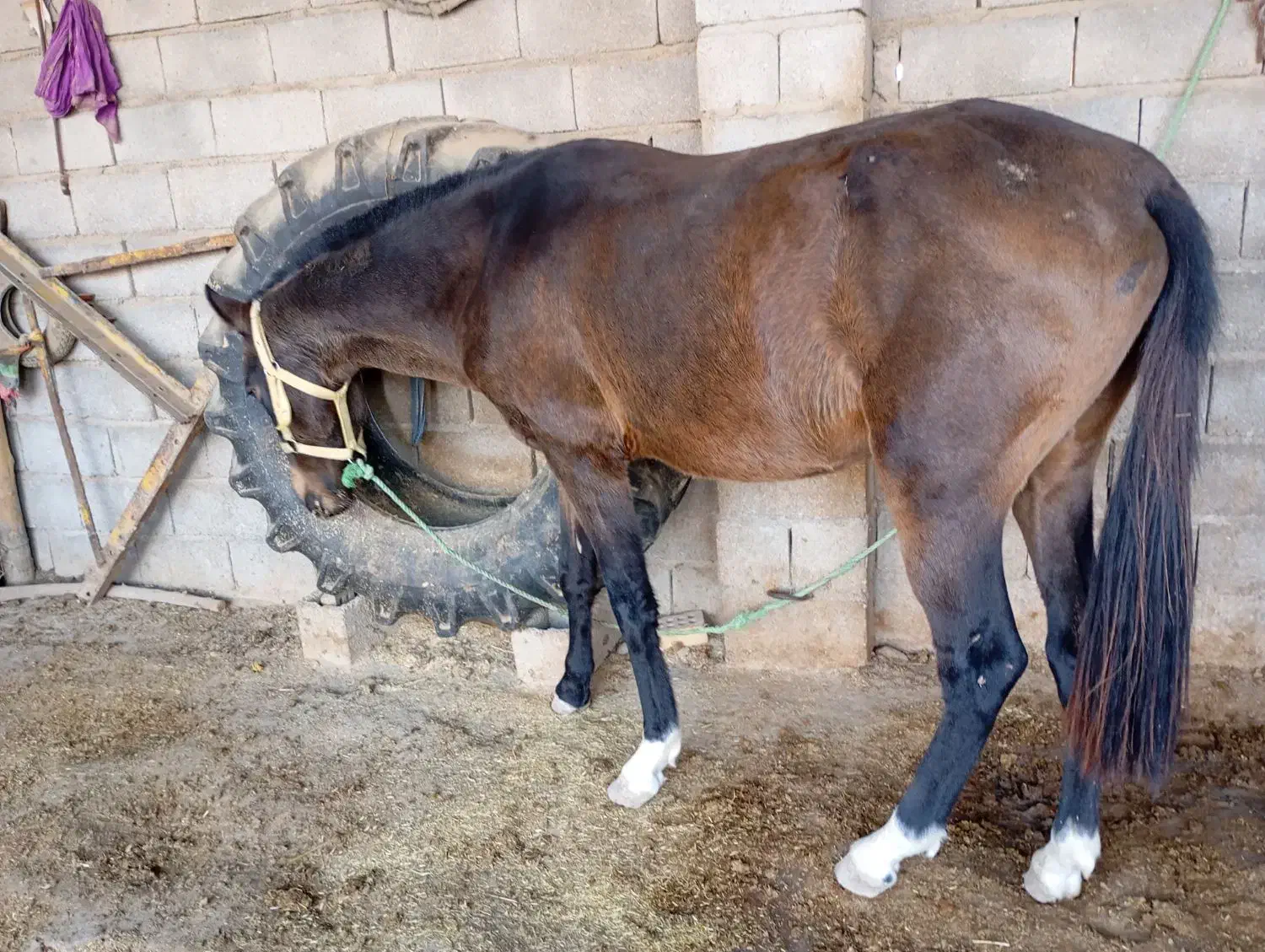 اسب نریان سه ساله|اسب و تجهیزات اسب‌سواری|گنبد کاووس, |دیوار