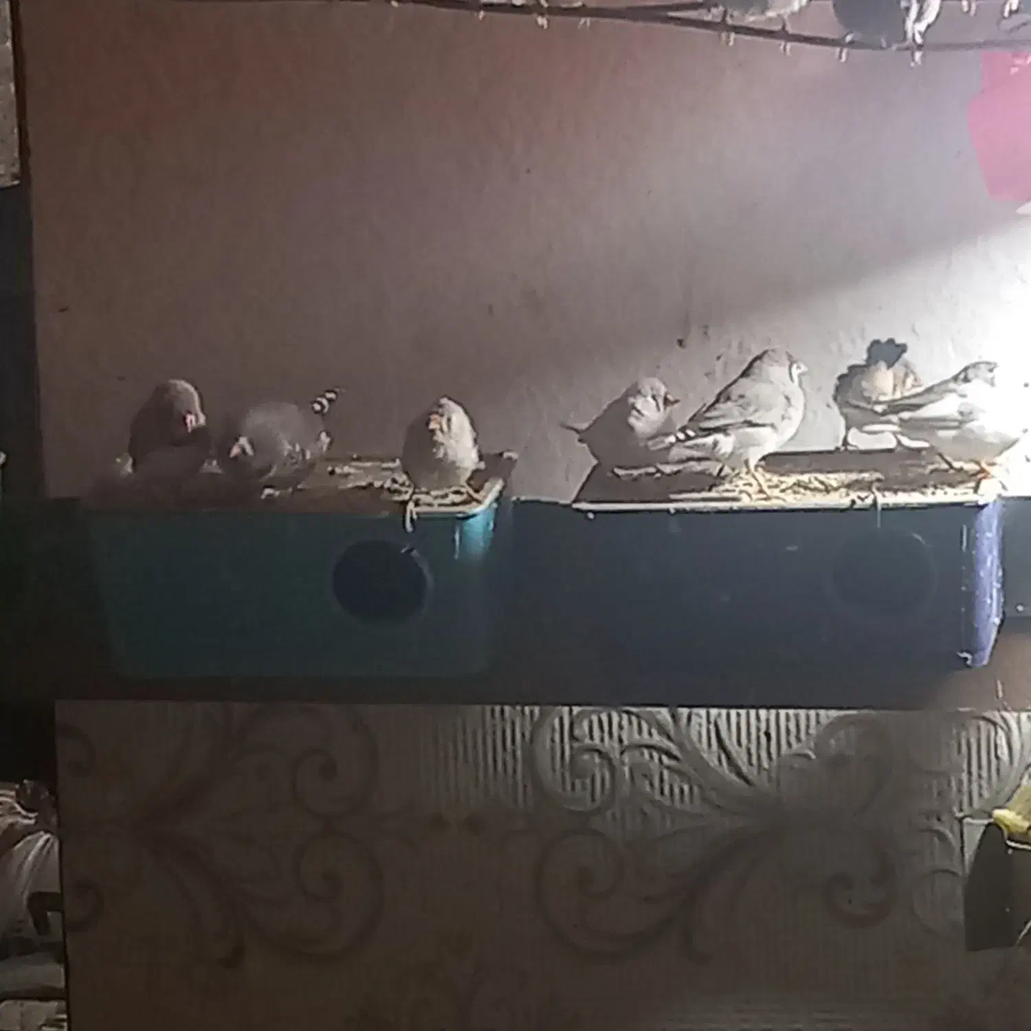 فنج نرگسی شکلاتی سیلور بلبلی وسفید|پرنده|کرخه, |دیوار