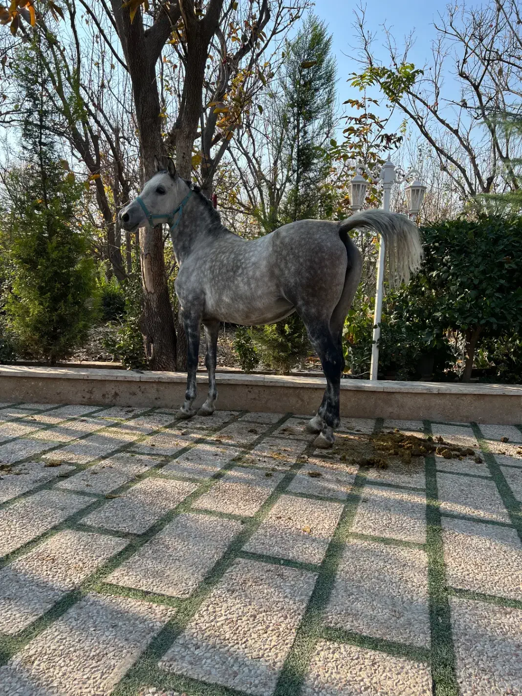 اسب مادیان با کره و کره از سهیل حیدر|اسب و تجهیزات اسبسواری|شهریار, شهرک امیریه|دیوار