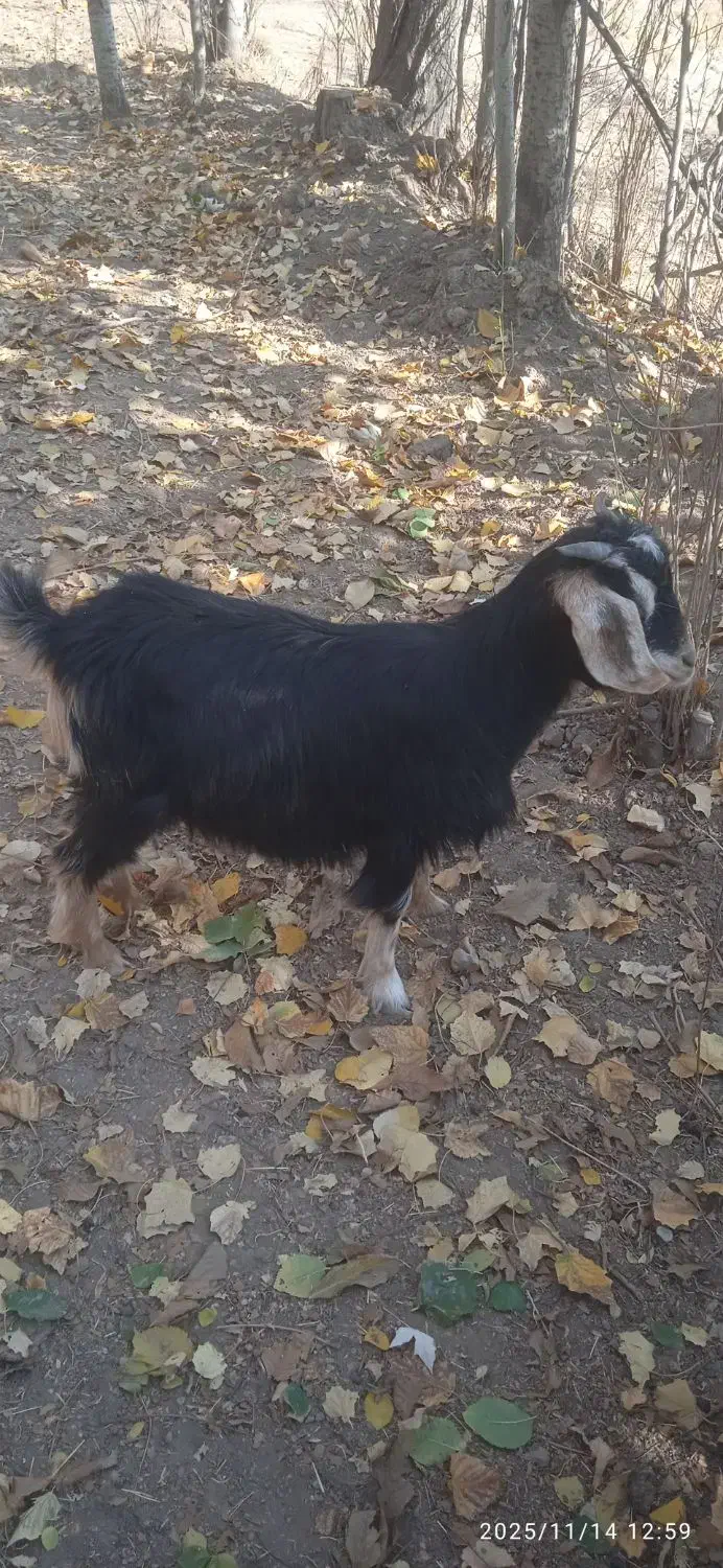 بزغاله پرگوشت برای قربانی|حیوانات مزرعه|بناب, |دیوار