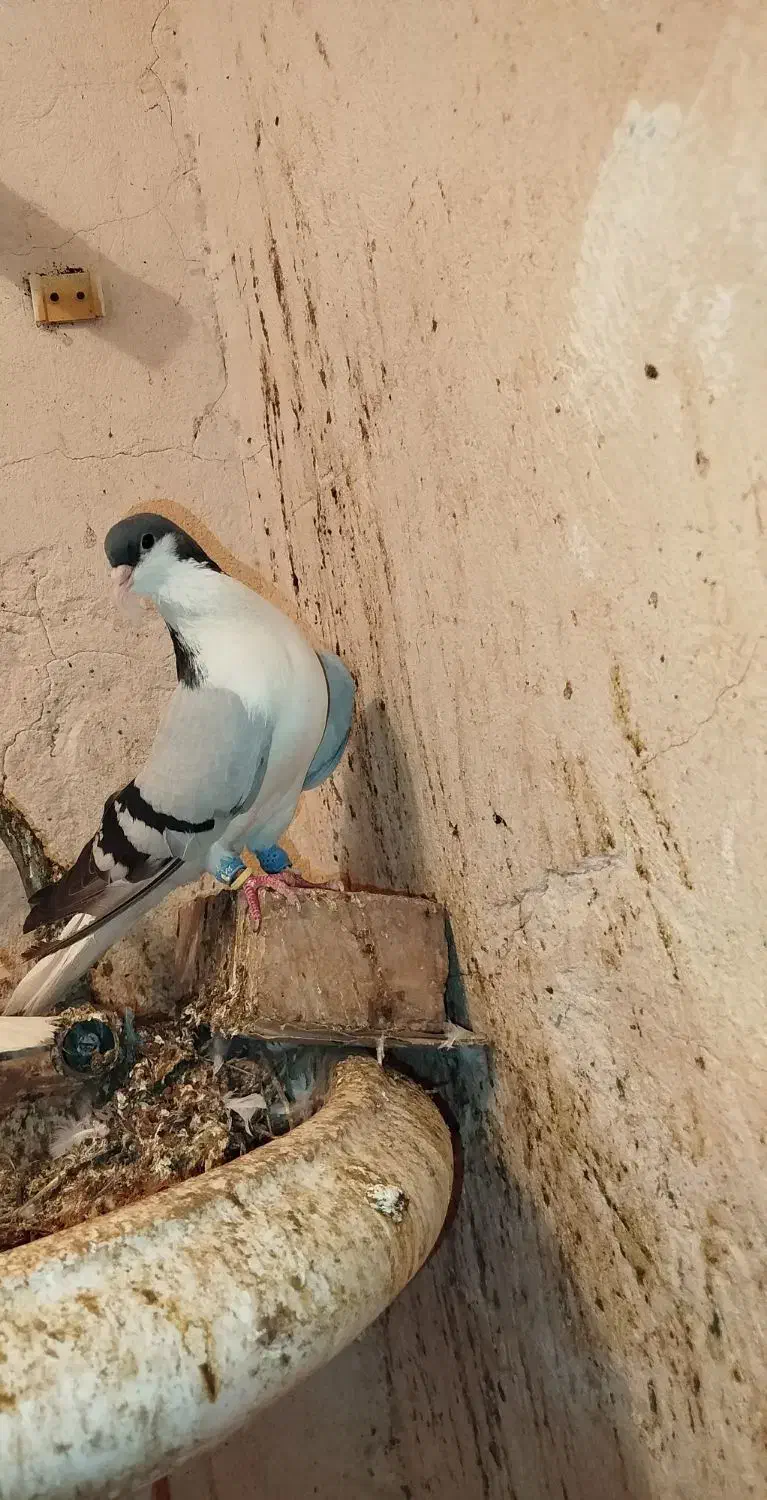 جفت شیرازی معاوضه با قناری بخون|پرنده|زرند, |دیوار