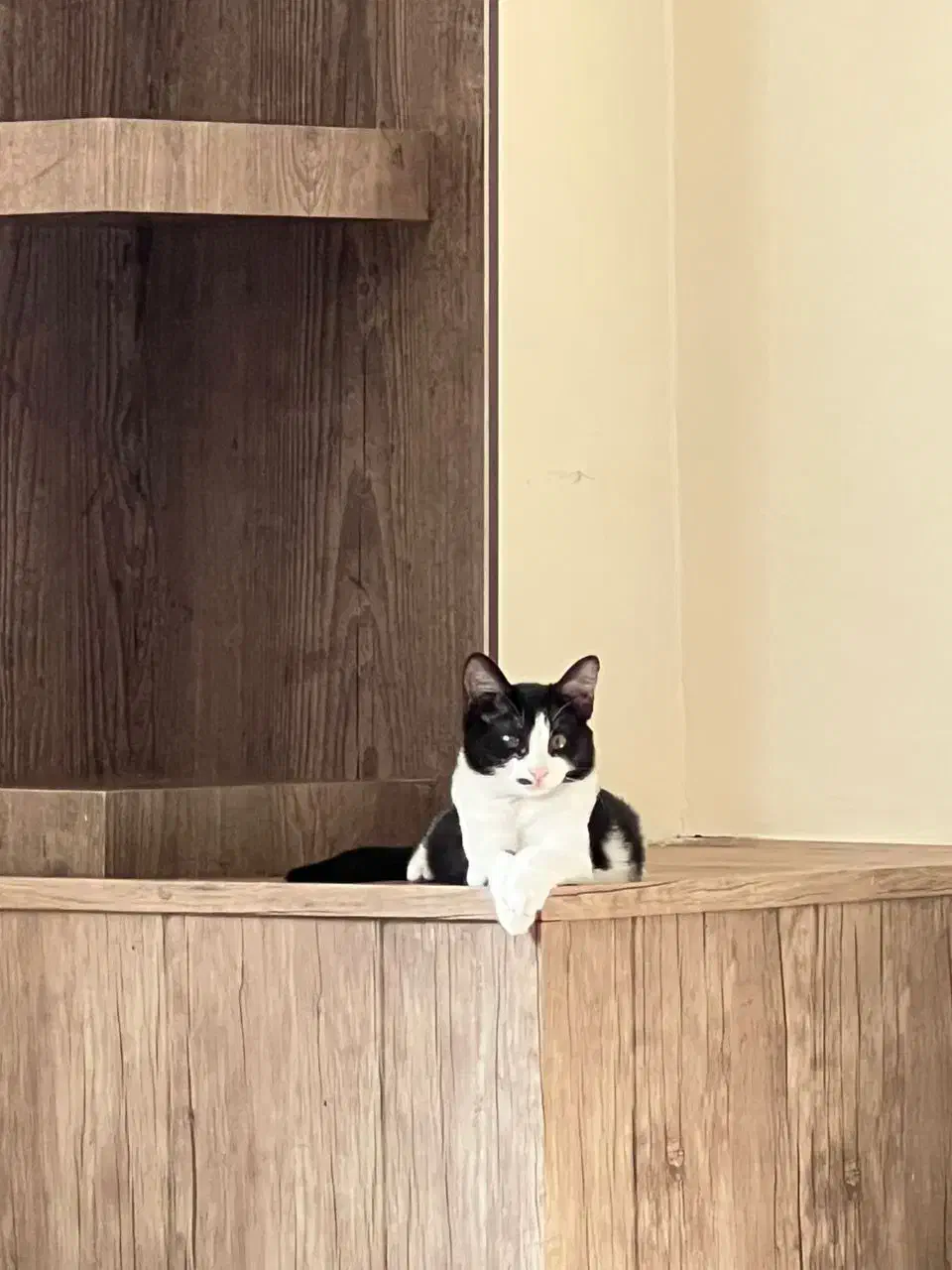 واگذاری رایگان گربه خونگی|گربه|اصفهان, وحید|دیوار