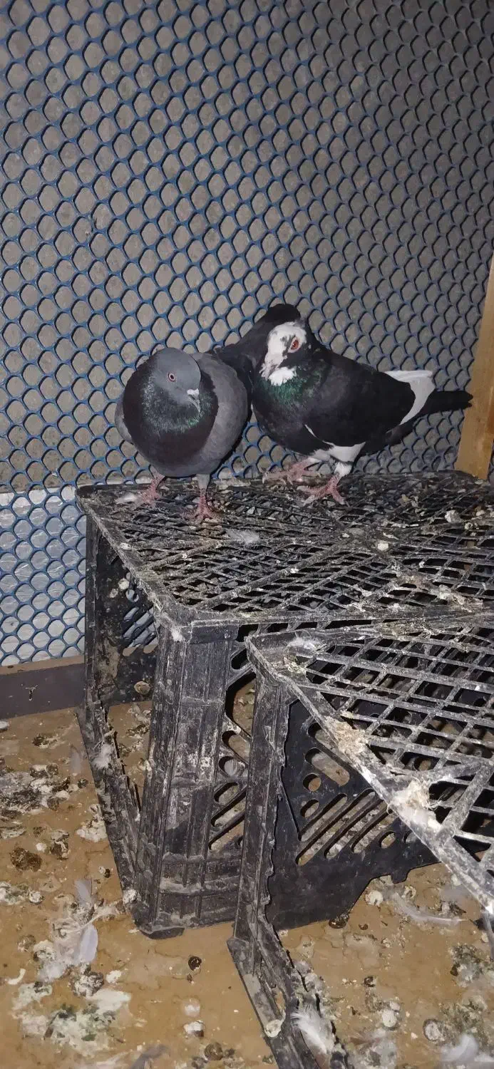 کبوتر|پرنده|چابهار, |دیوار