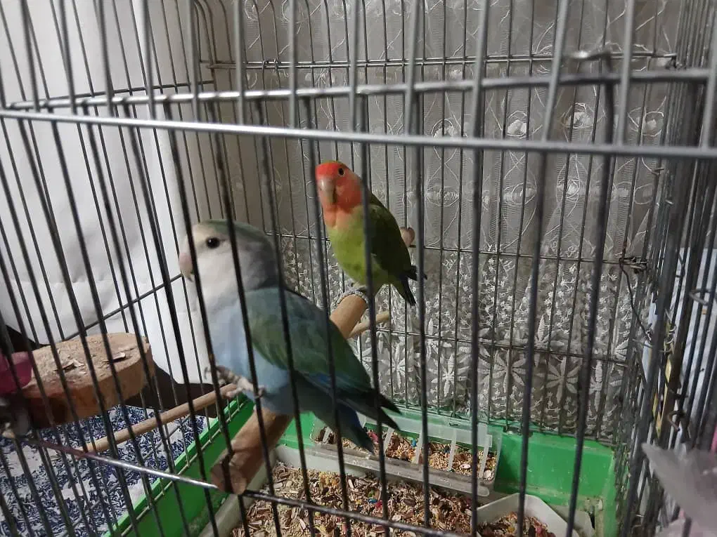 طوطی برزیلی مولد|پرنده|کرج, فاز ۳ گوهردشت|دیوار