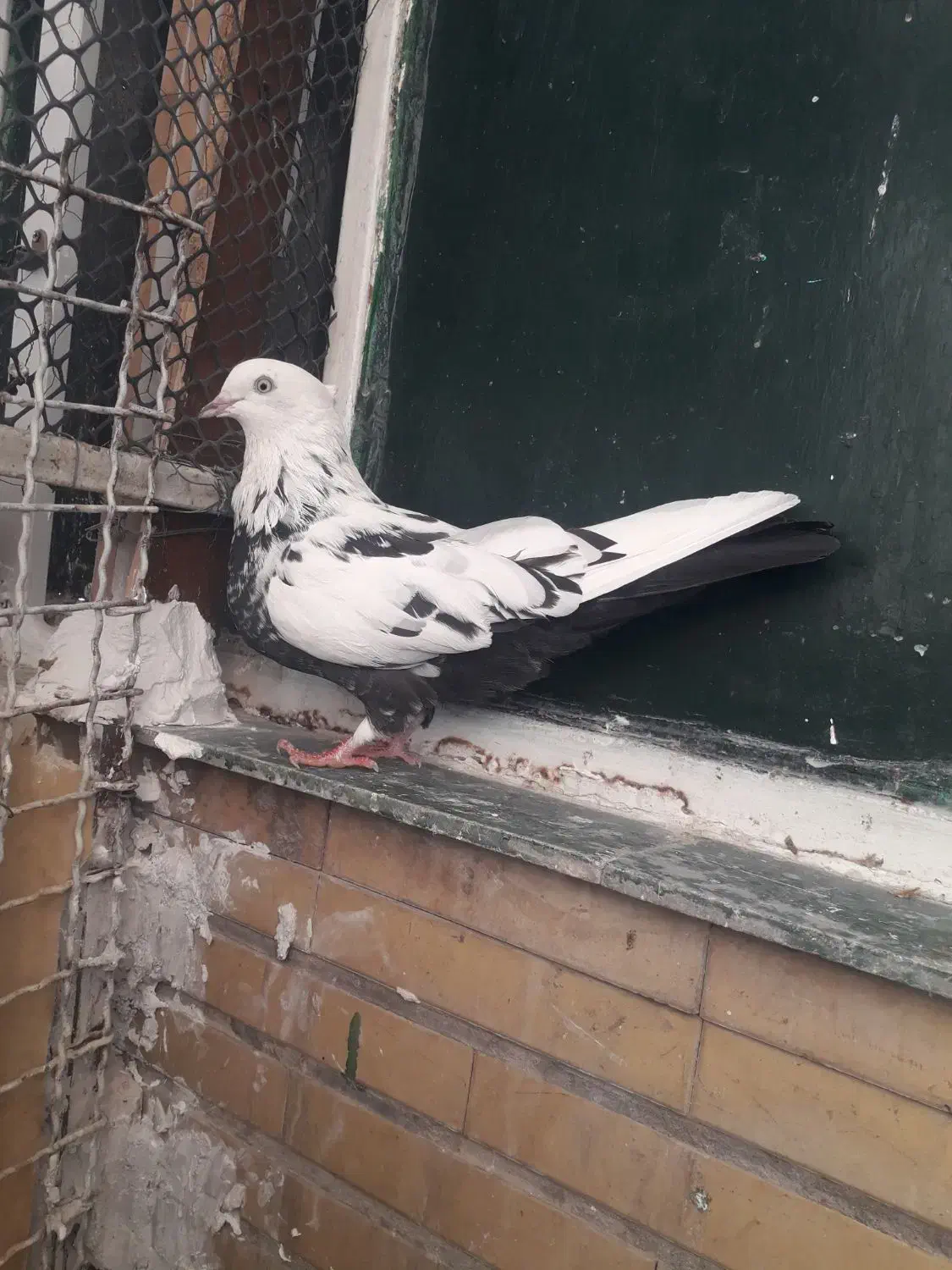 دم سیاه|پرنده|اهواز, پردیس|دیوار