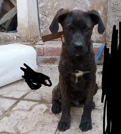 سگ باکسر|سگ|کرمان, |دیوار