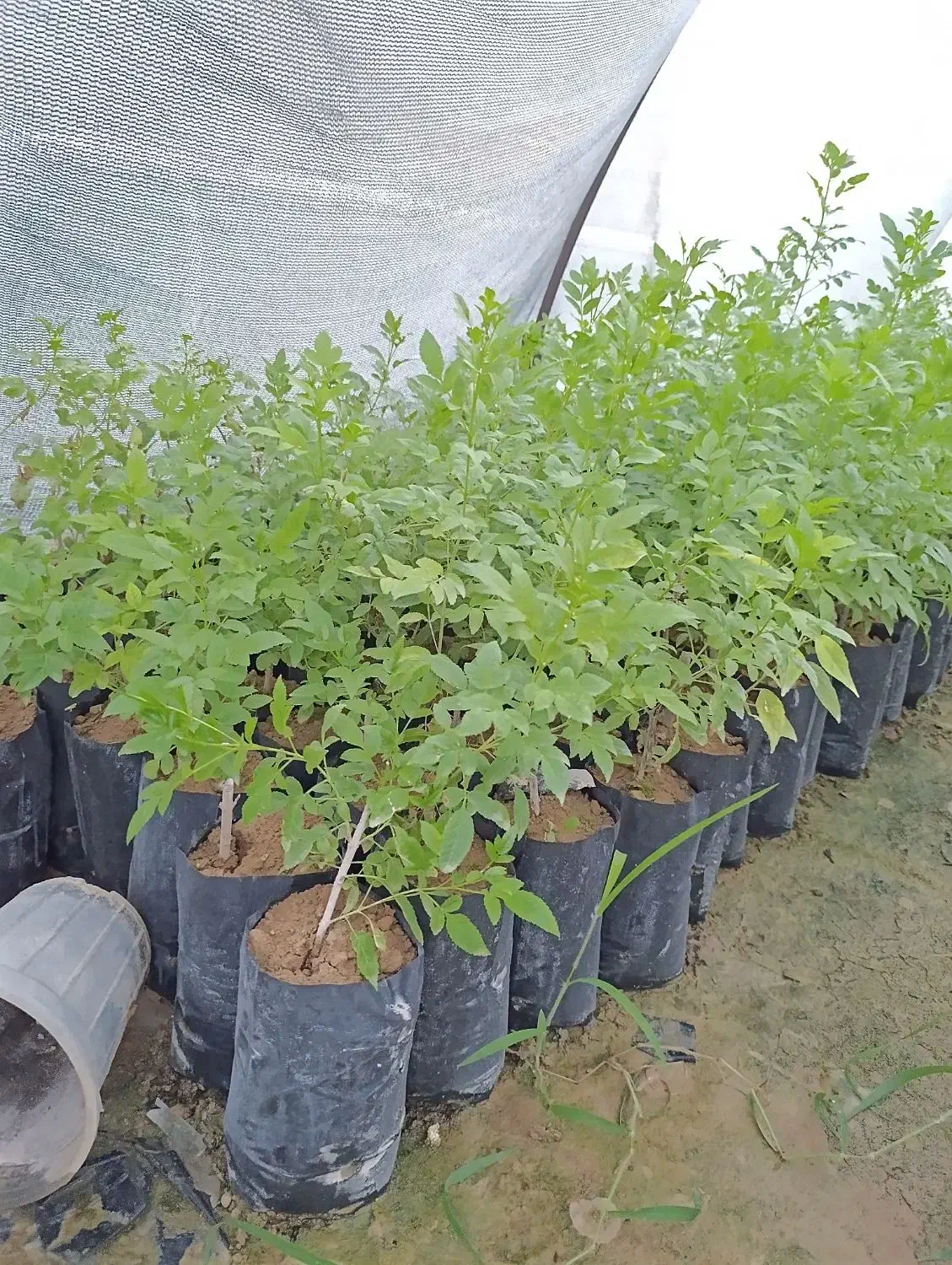 فروش انواع نهال|گل و گیاه طبیعی|دزفول, |دیوار