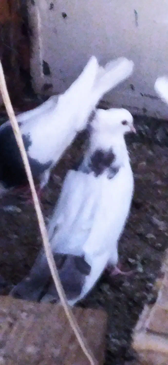 کبوتر گمشده|حیوانات|کرمانشاه, |دیوار