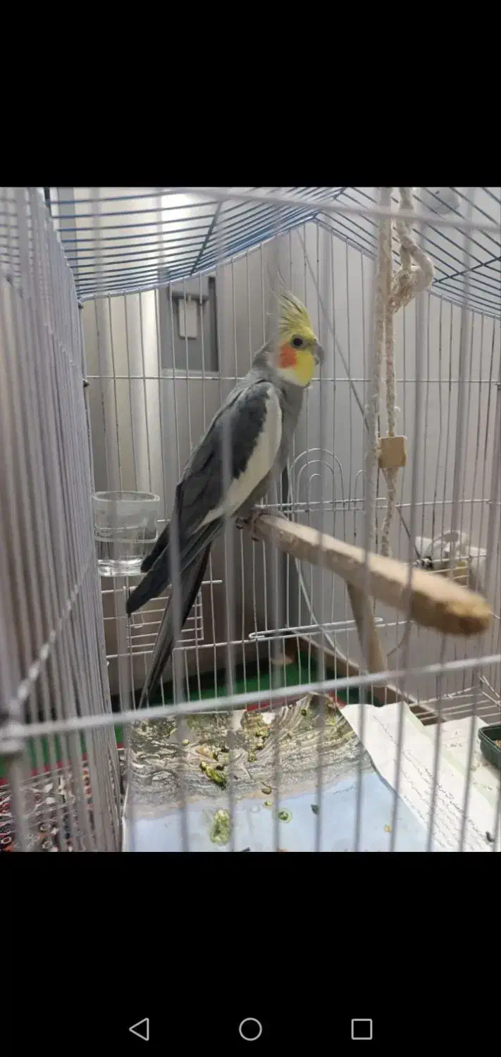 پرنده|پرنده|تهران, یاخجی آباد|دیوار