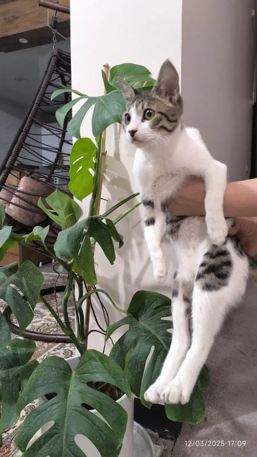 واگذاری گربه|گربه|برازجان, |دیوار